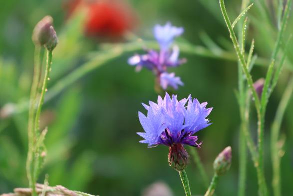 Blau blühende Kornblume der Hindergrund mit einer Mohnblüte und einer weiteren Kornblume sind verschwommen.
Matzework