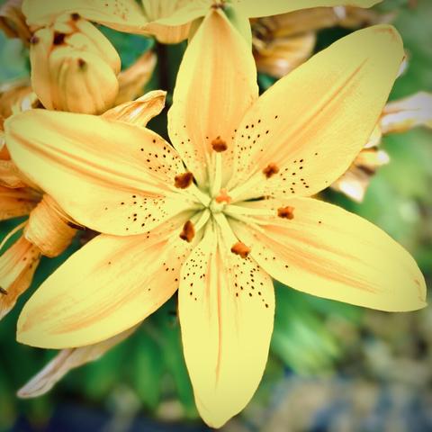 The yellow petals of a lily bloom brightly against a leafy-green, out-of-focus backdrop.