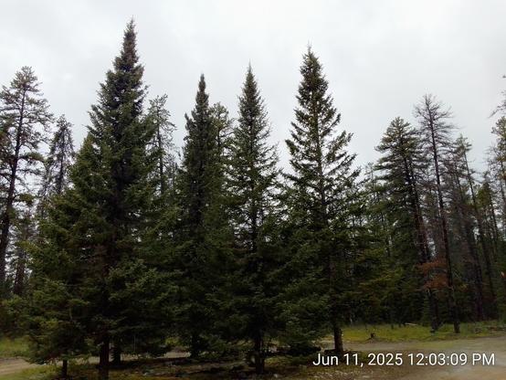 A circle of evergreens around a rock garden.