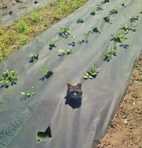 Photo of vegetable garden rows. Covered in plastic to keep moister in, holes for the plants.  Sticking out of one hole is a cat’s head. Probably nice and warm under there.