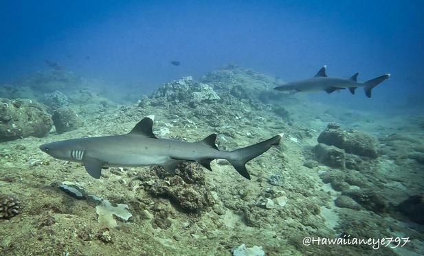 Two slender gray sharks with white tips on their dorsal fins and tail swimming over a rubble-strewn reef.