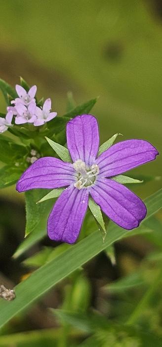 Flower with five purple-pink petals. Between these arising from the center below the petals are green slender pointed leaflike structures. In the blurry background are different types of green leaves and some very small pink flowers.