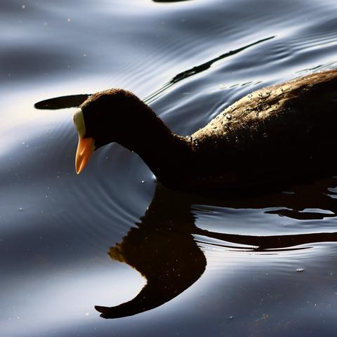 Adult copy swimming on glassy water, sun shining through its white bill, and casting a wobbly shadow on the water