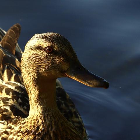 Adult female mallard duck on the water, sunshine making its feathers appear golden
