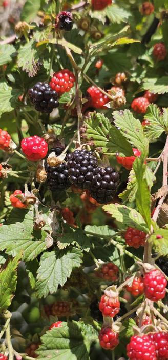 Section of branch from blackberry vine showing green leaves and red and purple clumps of berries.