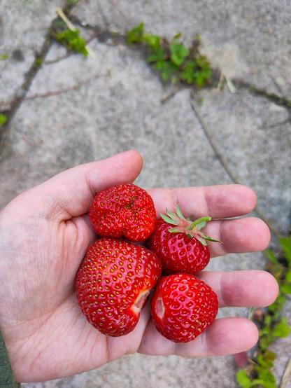 3 kleinere und eine große Erdbeere frisch gepflückt in meiner Hand.