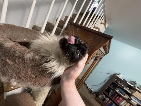 A fluffy cat is being held in a person's hand, showing its tongue while resting in a cat tree. The background features stairs and bookshelves.