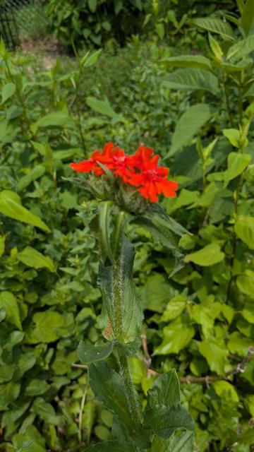 Bright red flowers against a field of green foliage. This picture doesn't show it well but each flower is a symmetric cross looking rather like a Crusader emblem.