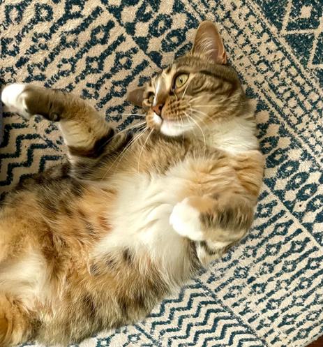 A cute orange, black and tan cat with white paws and partially white belly fluff reclines on a blue and white Moroccan-style patterned rug. She is upside down with an amply fluffy belly, mostly orange and white with spots, open to the world. (This is a trap. Do not touch!) Her shoulders and neck are curved so that she is gazing off to our left, her gold eyes shining a bit, her white chin and white nose stripe set off by a large handsome set of white whiskers. Maybe she is dreaming of golden hours, maybe she is looking at the bird feeder. We’ll never know.