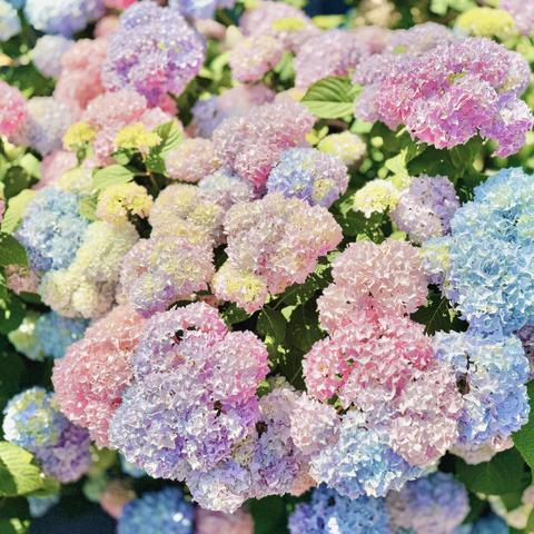 Hydrangeas of all different colors bloom brightly together on a sunny afternoon.