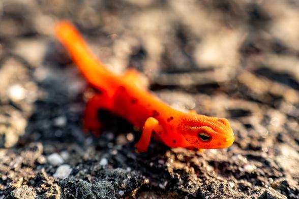 Up close of red eft on road with warm light