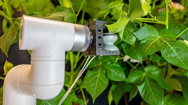 Gentle robot gripper gives plant leaves a 'shot' of sensors and genes for smart farming