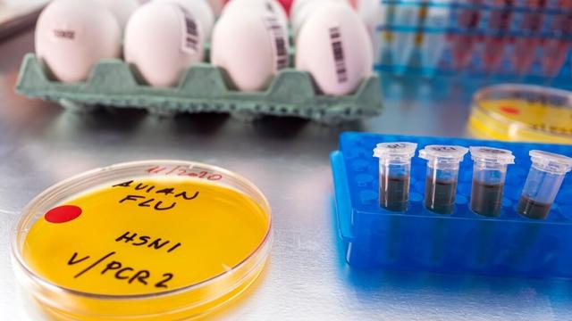 Bird flu outbreak spreads to farm in new UK region as chickens set to be culled & study finds chilling virus feature