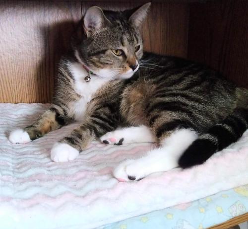 Our little tabby cat, named Pax, is lying on her pink and white blanket with blue trim.  She is inside her small compartment in a wooden bookcase/entertainment center.  All four legs are stretched out straight in front of her.  Toe beans are visible on her hind paws.