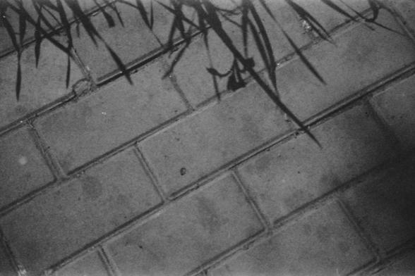 Ilford FP4 E.I. 64

English alt text: A grayscale image showing a brick pavement with shadows of plants cast on it.

Chinese alt text: 一张灰度图像，显示了砖块铺成的人行道，上面投射着植物的阴影。