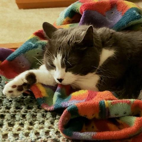 Grey and white tuxedo cat curled up on a rainbow colored fleece jacket.