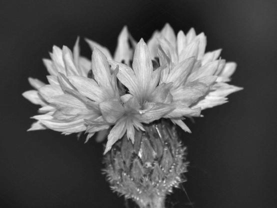 Flower, closeup, black and white, photo
