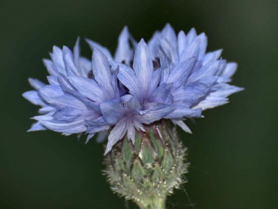 Flower, closeup, color, photo