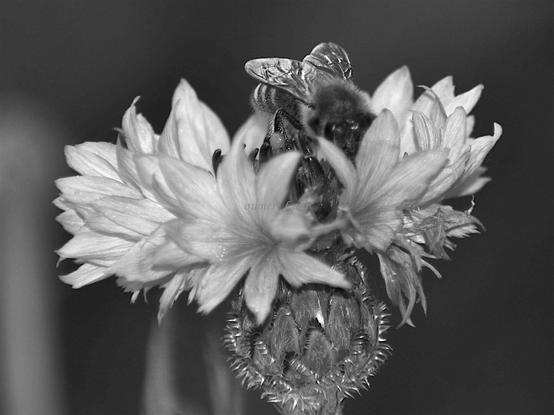 Flower, bee, closeup, black and white, photo