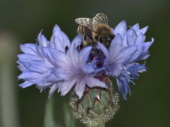 Flower, bee, closeup, color, photo