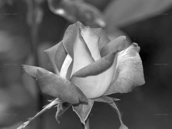 Rose, closeup, black and white, photo