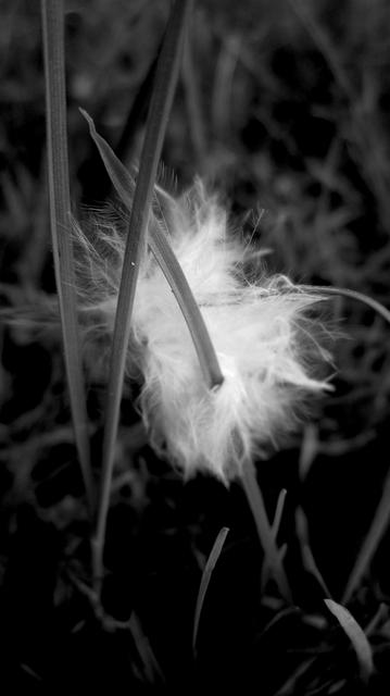 Fotografía en blanco y negro de una pluma ensartada en una brizna de hierba