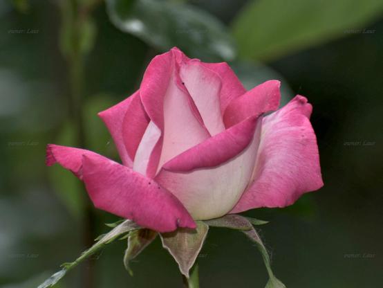 Rose, closeup, color, photo