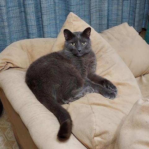 A blue-gray cat with yellow-green eyes and white whiskers lies on the back of a beige couch.