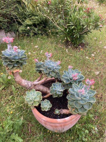 Succulente en fleurs dans un pot posé dans l’herbe