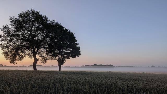 2 Eichen stehen am Rand eines Getreidefeldes.
Im Hintergrund wabert der Bodennebel über den Wiesen. Der Himmel ist schon orange am linken Horizont, bald geht die Sonne auf.