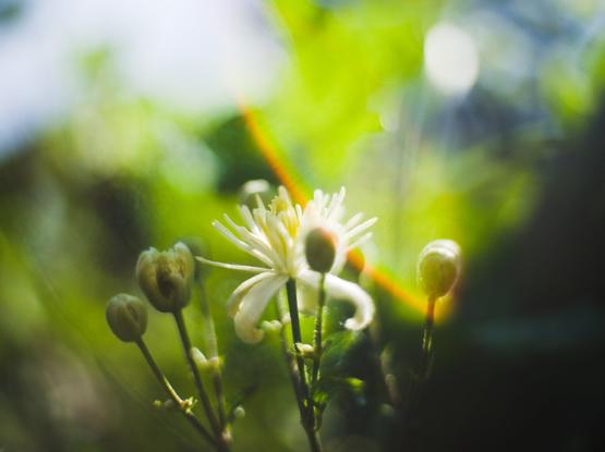 A macro of a flower. there is a rainbow sunflair
