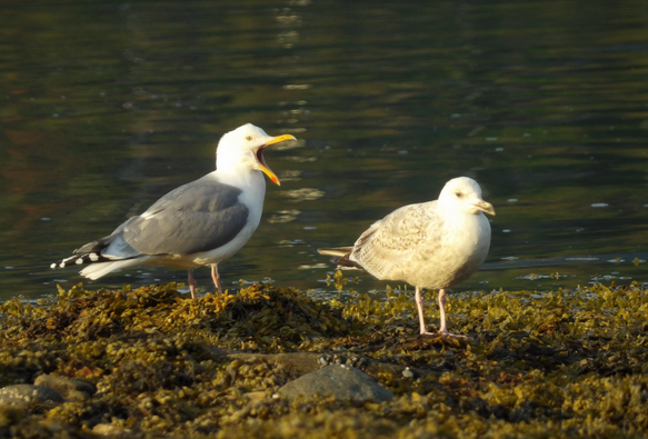 An adult European herring gull with its beak wide open looking like it's yelling at a younger gull next to it.