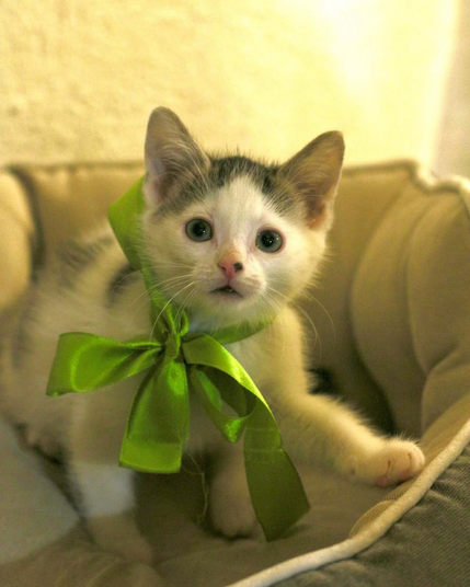 A kitty with a green ribbon tied around her neck