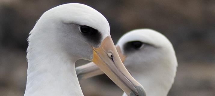 UN recognizes World Restoration Flagships in East Africa, Mexico, and Spain