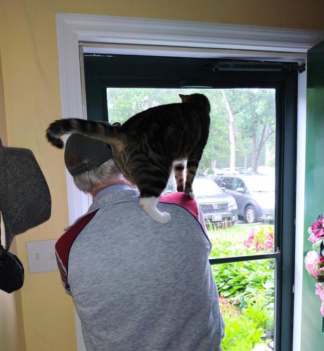 Pax, our tabby cat with white markings, is standing on the shoulders of a grey-haired man wearing a cap.  They are both looking out the window of a storm door.  There are plants, grass and parked cars within view.