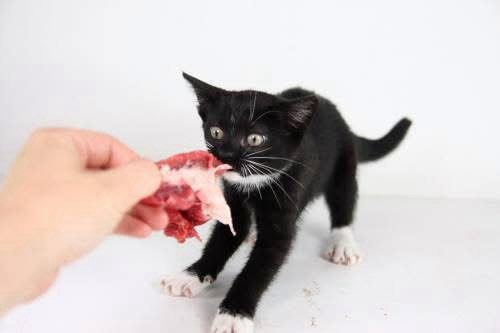 Katzenwelpe der an einem Stück Fleisch zerrt