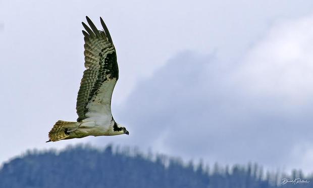 Large bird with black-and-white wings, banded tail, white body and black-striped white head, soaring against a pine-covered mountainous backdrop