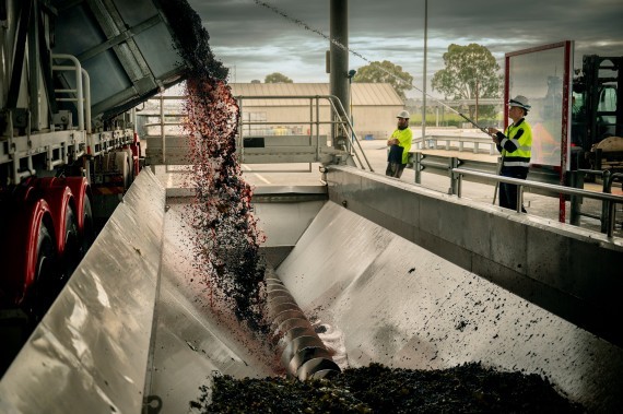 Treasury Wine Estates opens $15 million low and no winemaking facility - Drinks International