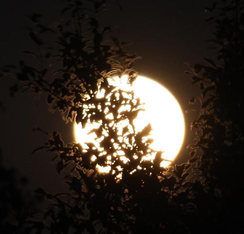 Vor dem hellleuchtenden Erdbeermond ein paar Baumstamm mit Laub.
Matzework