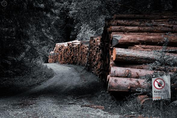 Colour drained shots of log piles on forest road in forestry woodland