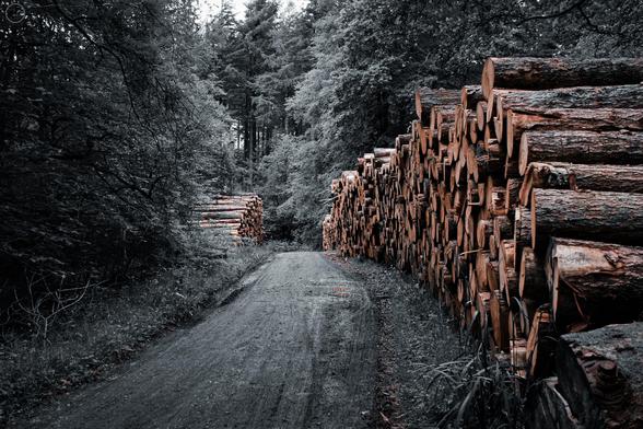 Colour drained shots of log piles on forest road in forestry woodland