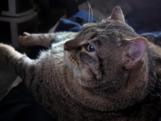 Waffles the three-legged, chonky, tabby cat, lying on my lap, looking off to the side, deciding whether he should nap (he did nap).