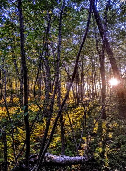 Climbing a gentle slope through an early autumn forest of birch trees whose foliage is just beginning to show touches of bright yellow. The ground is lushly carpeted with ferns starting to turn golden brown and yellow. The evening sun is low above the far horizon, shining through the ferns and the leafy branches of the trees and casting long shadows across the forest floor. Through the canopy there are glimpses of a soft blue sky.