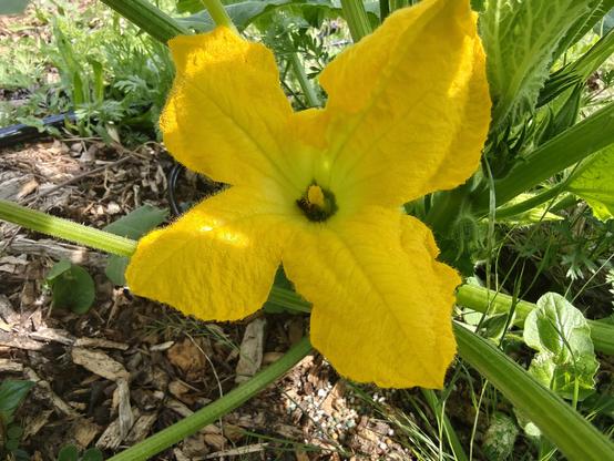 Yellow orange flower surrounded by think green stalks. There's some kind of bug feeding in it.
