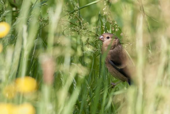 Young Bullfinch in grass