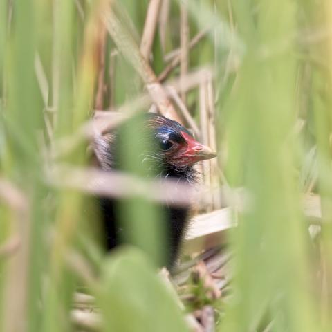 Young Moorhen hiding in grass