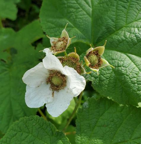 One whitr thimbleberry flower & 3 immature berries clustered behind it. Background is their big green foliage.