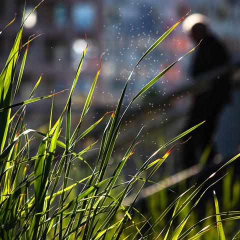 Énigmes
France 2017
Au premier plan, des herbes flottantes balayées par le vent, aux reflets lumineux. En arrière-plan, on devine une ombre descendant une rampe.  Le fond de l'image est tramée de couleurs vives.
Vincent Dufrène Photographies