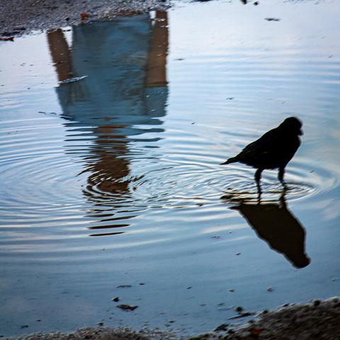 Énigmes
France 2015
Une corneille et son ombre, sautille dans une flasque d'eau. Un visage masqué par les ondes se reflète dans la flaque, prolongé d'un buste portant un tee-shirt d'un bleu légèrement distinct du ciel colorant la flaque.
Vincent Dufrène Photographies