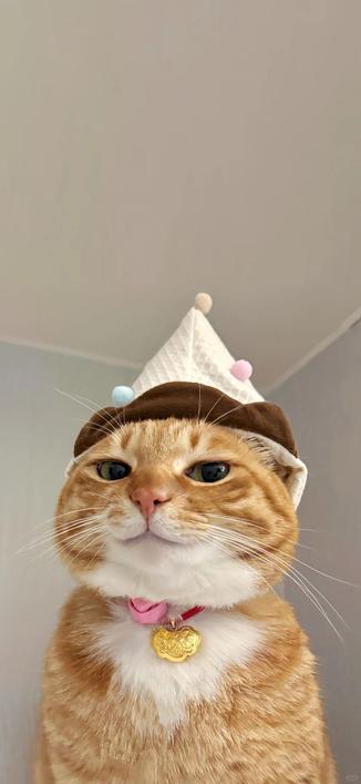 orange tabby cat looking murderous while wearing a silly hat
